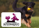 http://www.animaute.fr