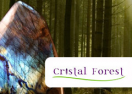 https://www.cristalforest.com