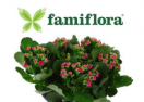 http://famiflora.be